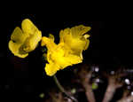 Floating bladderwort